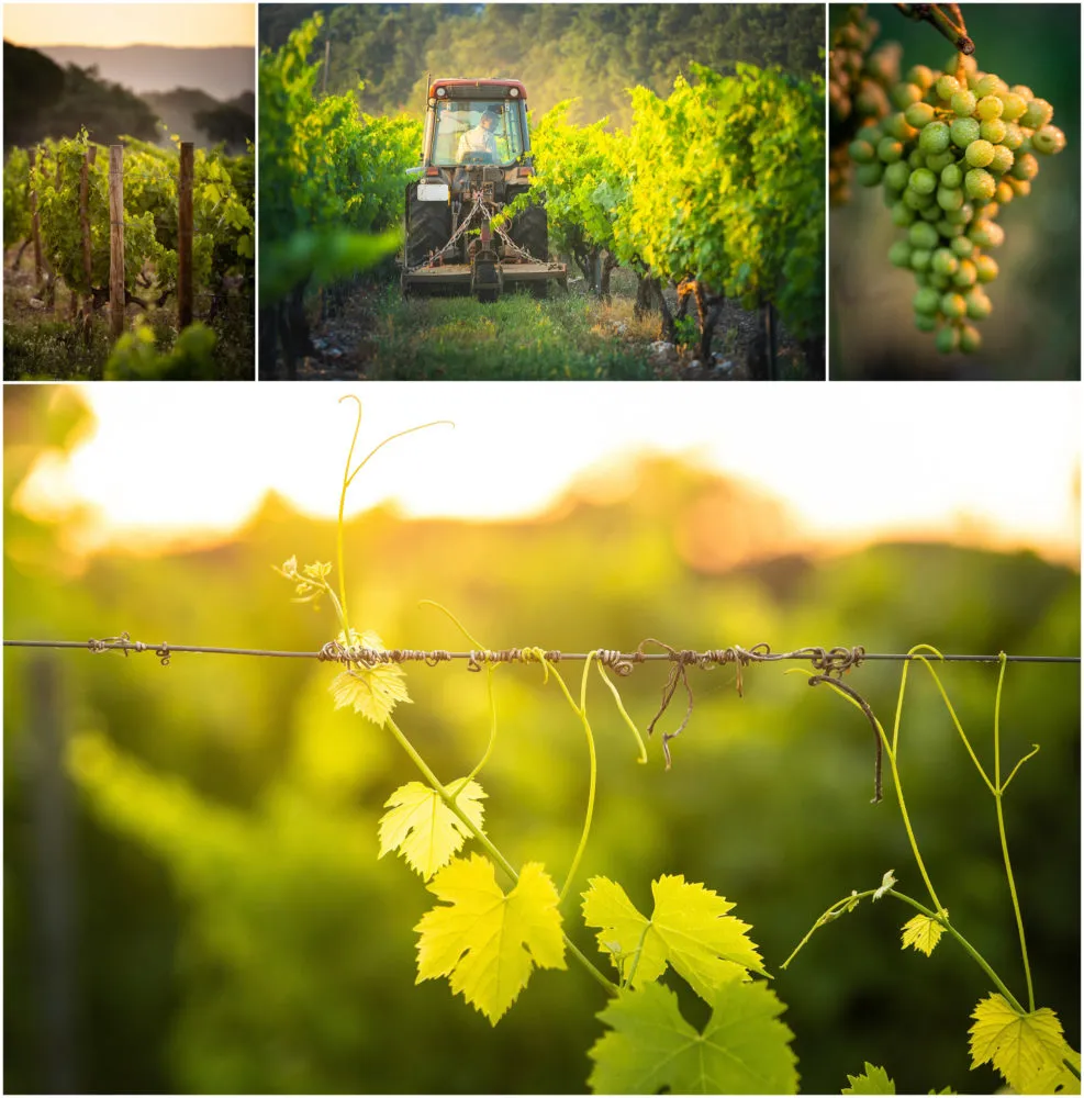 Montage photo travail des vignes du Chateau St Julien d'Aille dans le Var