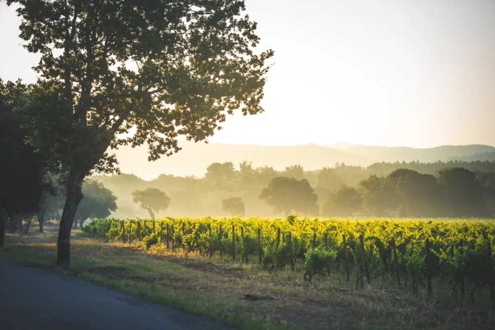 Brumes dans les vignes au petit matin. Domaine de vin du Var Photo publicitaires